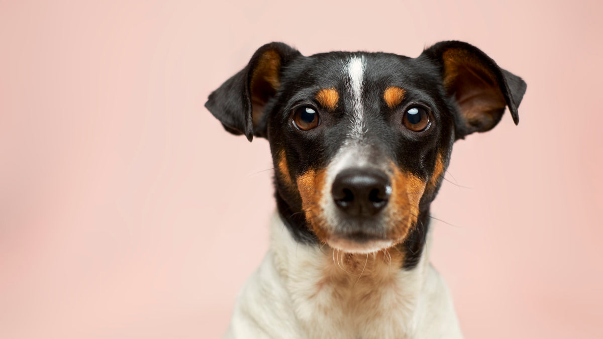 Retrato de un perro pequeño tipo terrier de pelo blanco y negro sobre fondo rosa, como ilustración de una guía sobre Librela para perros con artrosis