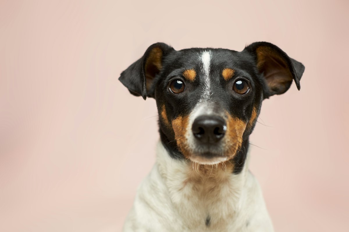 Black, white and tan dog with clean, healthy inner ear flaps, a useful baseline for judging normal dog ear wax