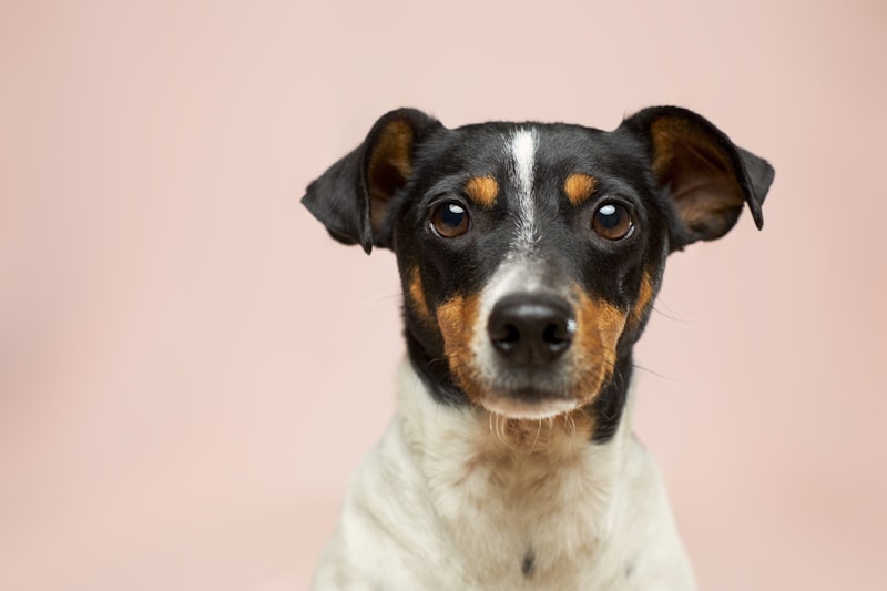 Alert dog looking at camera - 7 warning signs your dog needs a collagen supplement