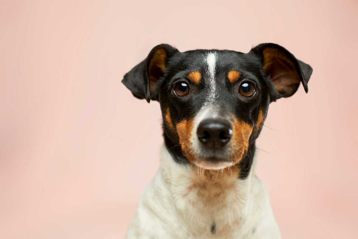 Portrait d'un chien tricolore aux oreilles tombantes sur fond rose, illustrant un dossier sur le Bacillus subtilis chez le chien