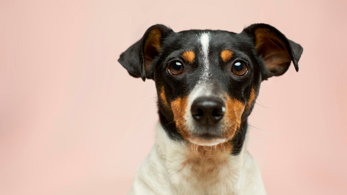 Alert dog looking at the camera, illustrating the best probiotic strains for dogs and gut health