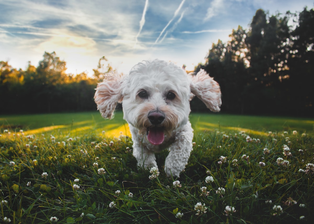 A happy, healthy dog representing the dog probiotic chews vs liquid probiotic comparison for canine gut health.