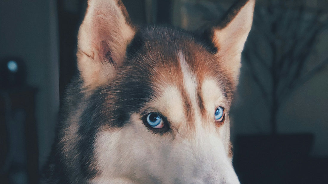 Nahaufnahme eines Siberian Husky mit blauen Augen in einem Wohnraum – Beitragsbild zum Thema Bifidobacterium animalis Hund