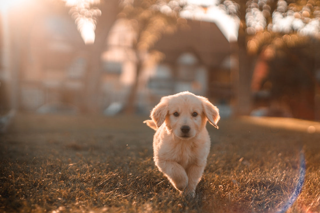Golden retriever puppy with floppy ears running outdoors, illustrating when amoxicillin for dog ear infection is truly needed