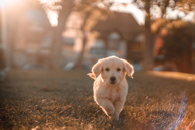 Dog scratching and biting itself - why is my dog constantly scratching causes and solutions