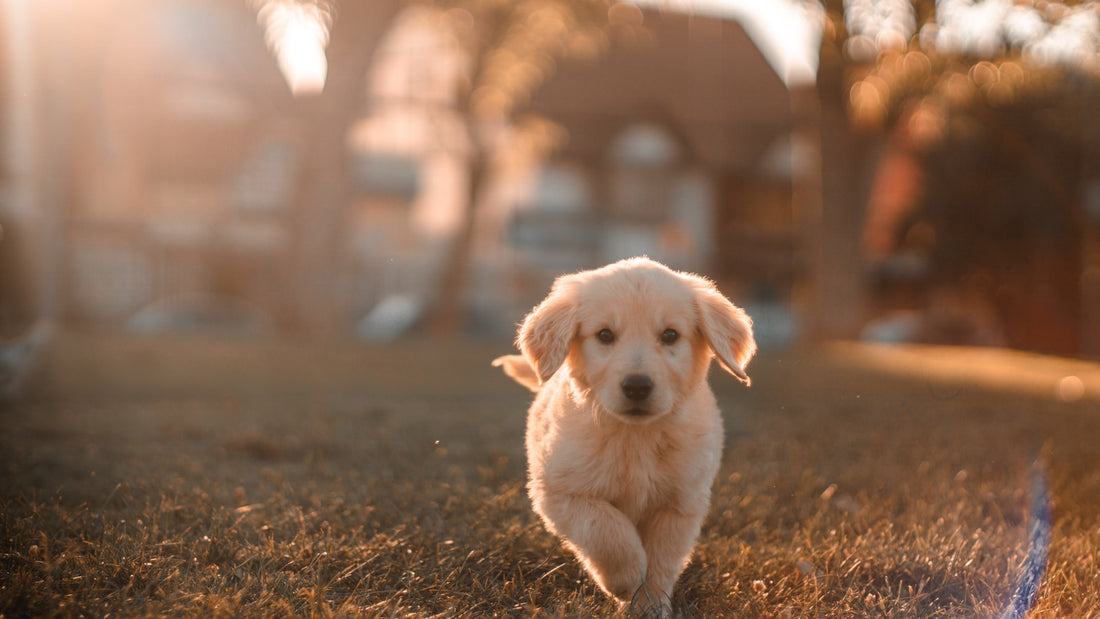 Cream golden retriever puppy running toward the camera across dry grass in warm golden-hour backlight with a house blurred behind, illustrating Enterococcus faecium for dogs in Australia
