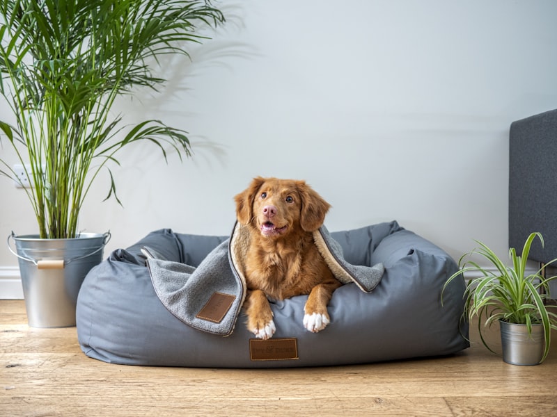 Itchy dog scratching from spring seasonal allergies — natural itch relief guide for US pet owners