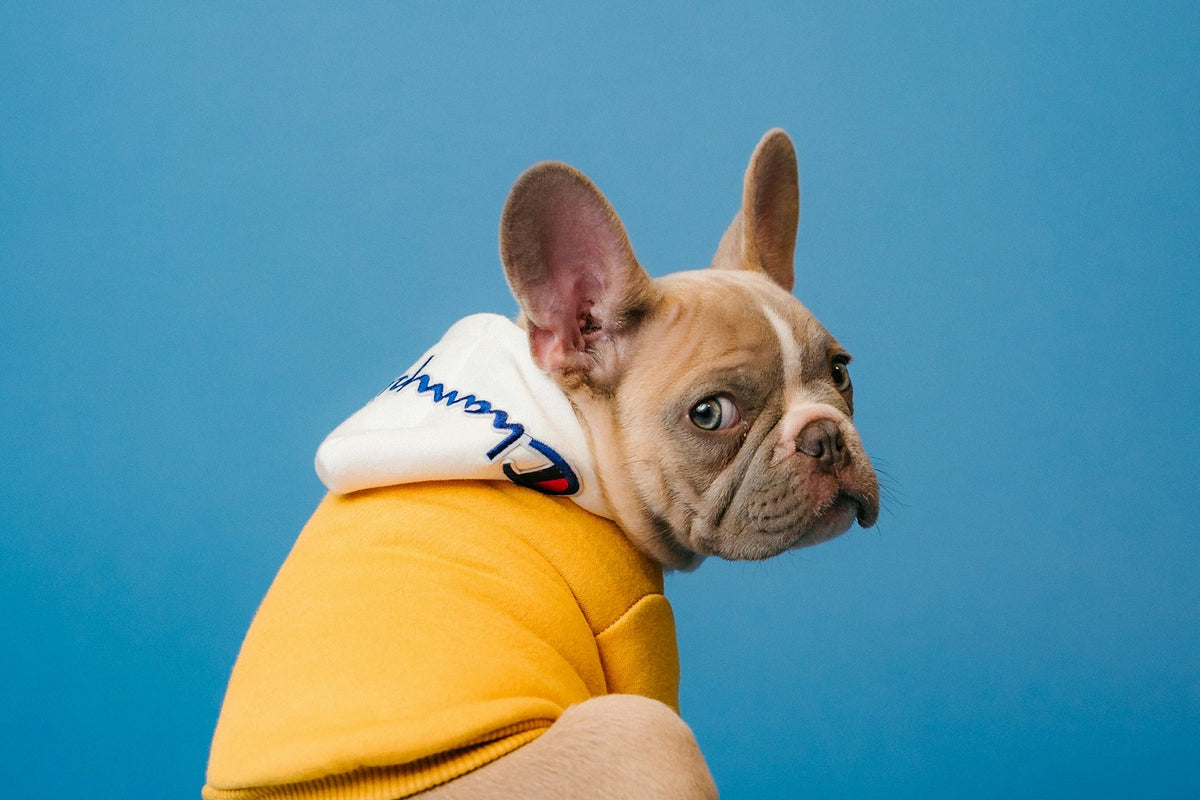 Œil de cerise chez le chien : gros plan sur la face d'un jeune bouledogue français et le coin interne de l'œil