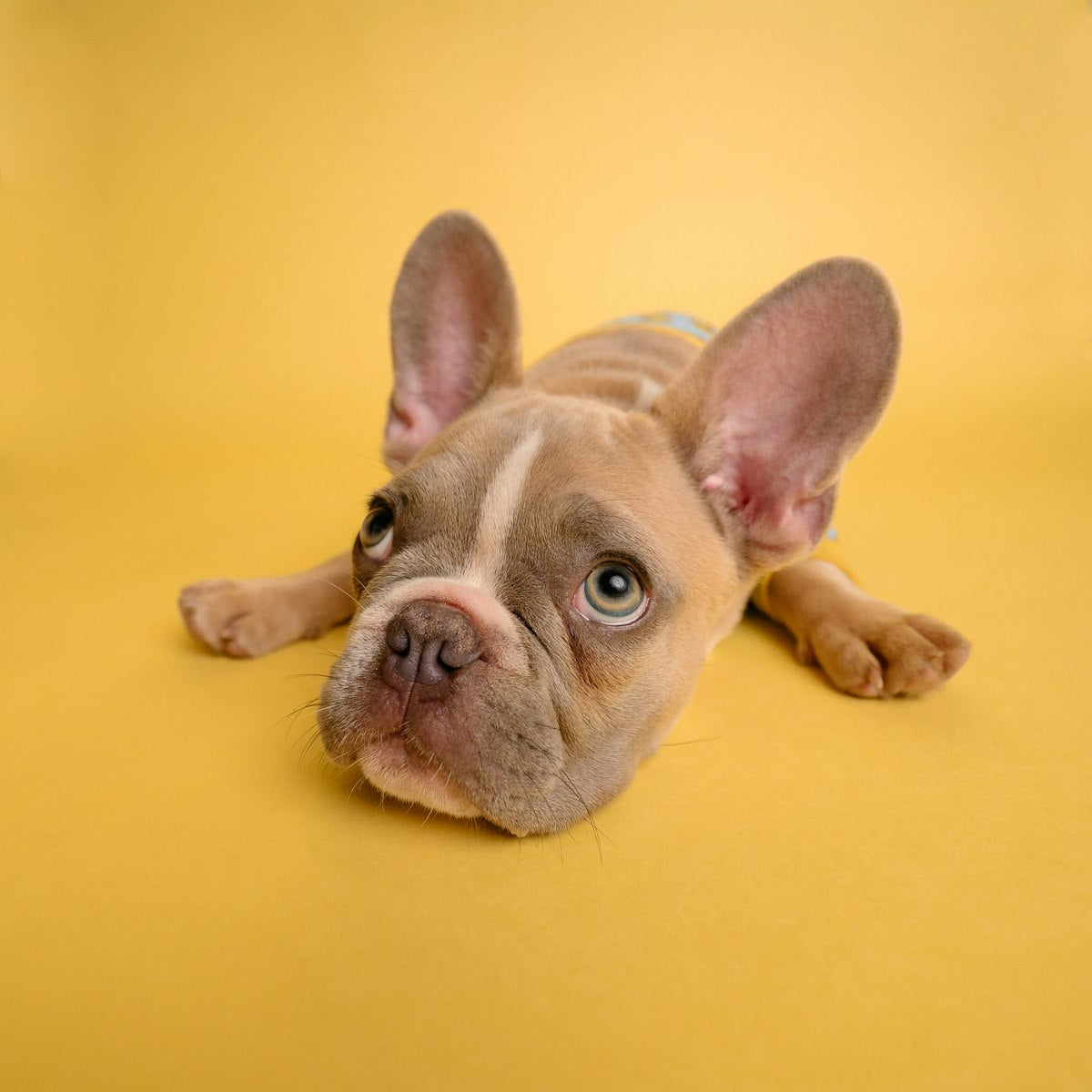 French Bulldog puppy lying down with large upright ears, for Canadian owners whose dog has ear infection can't afford vet fees