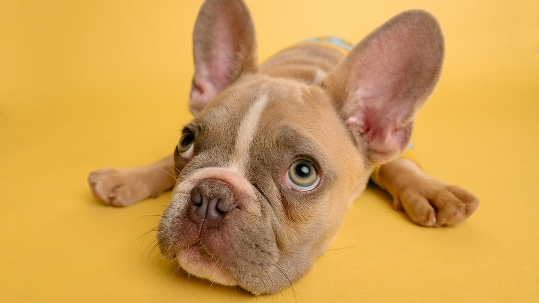 French Bulldog puppy lying flat on a yellow backdrop looking up, illustrating a guide to bifidobacterium animalis for dogs UK