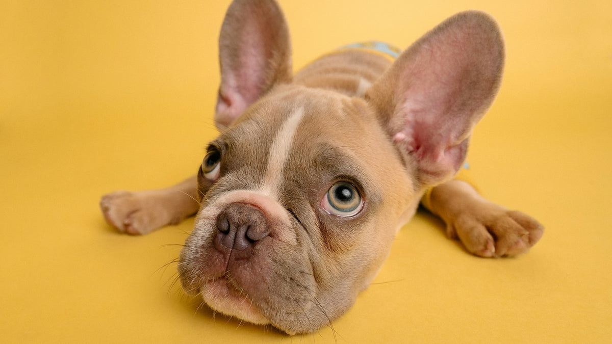 French Bulldog puppy lying flat on a yellow backdrop looking up, illustrating a guide to bifidobacterium animalis for dogs UK