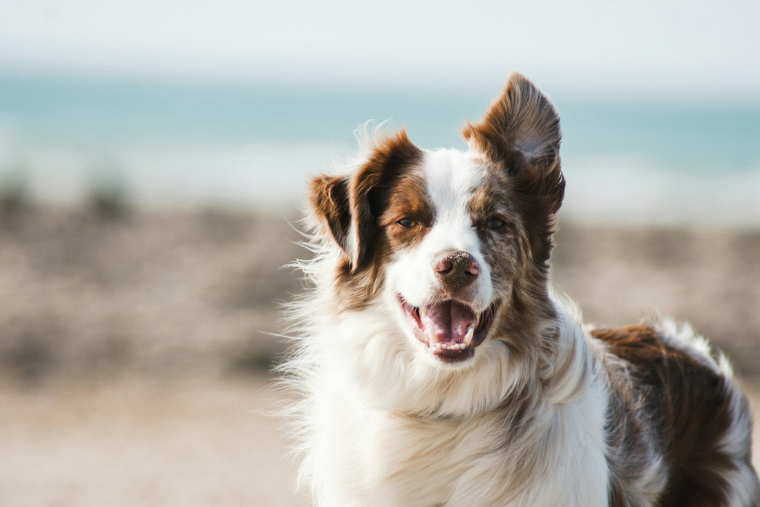 Perro con la mirada de frente y ojos sanos, referencia visual para detectar entropión en el ojo del perro a tiempo