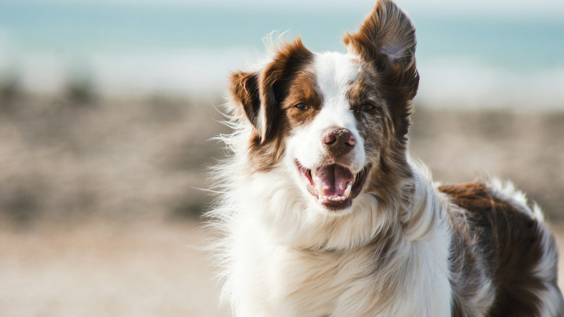 Red and white Border Collie panting on a sandy Australian beach with blue sea behind, illustrating bifidobacterium animalis for dogs australia
