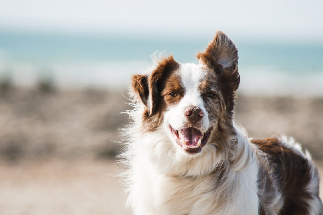 Brown and white border collie with one ear raised outdoors, illustrating when amoxicillin for dog ear infection is needed in Canada.