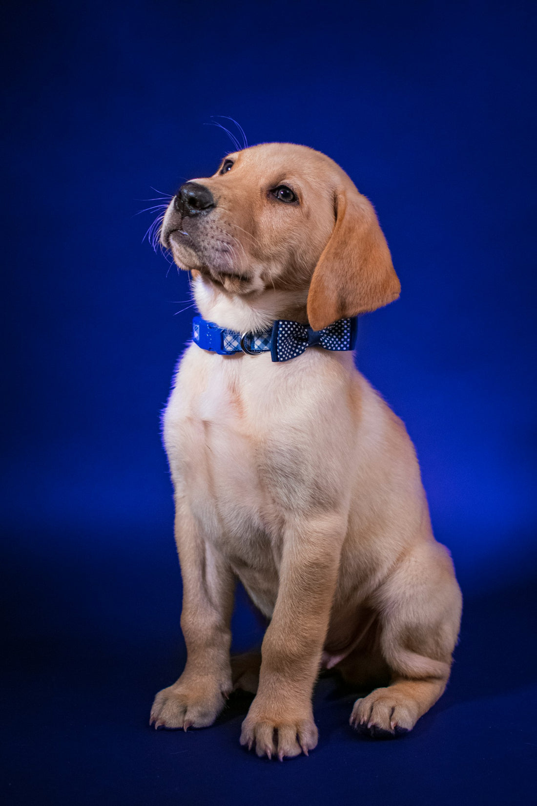 Labrador puppy sitting calmly, illustrating probiotics for dogs with pancreatitis and gut support