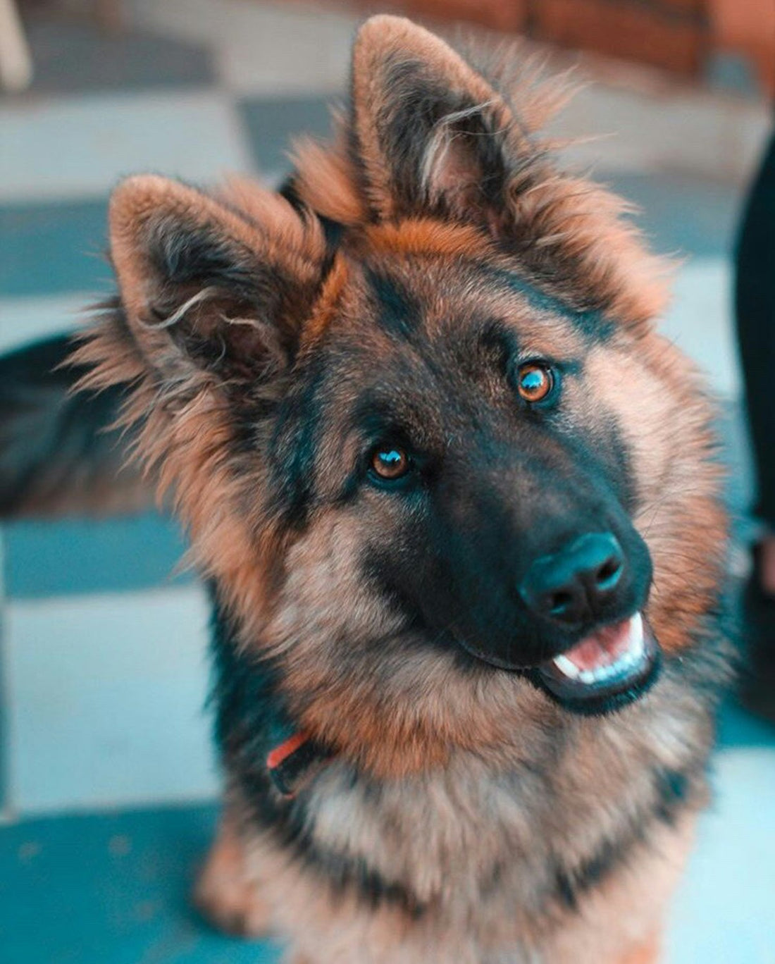 Close-up of a German Shepherd's upright ears, illustrating dog ear mites vs. ear infection signs owners can spot