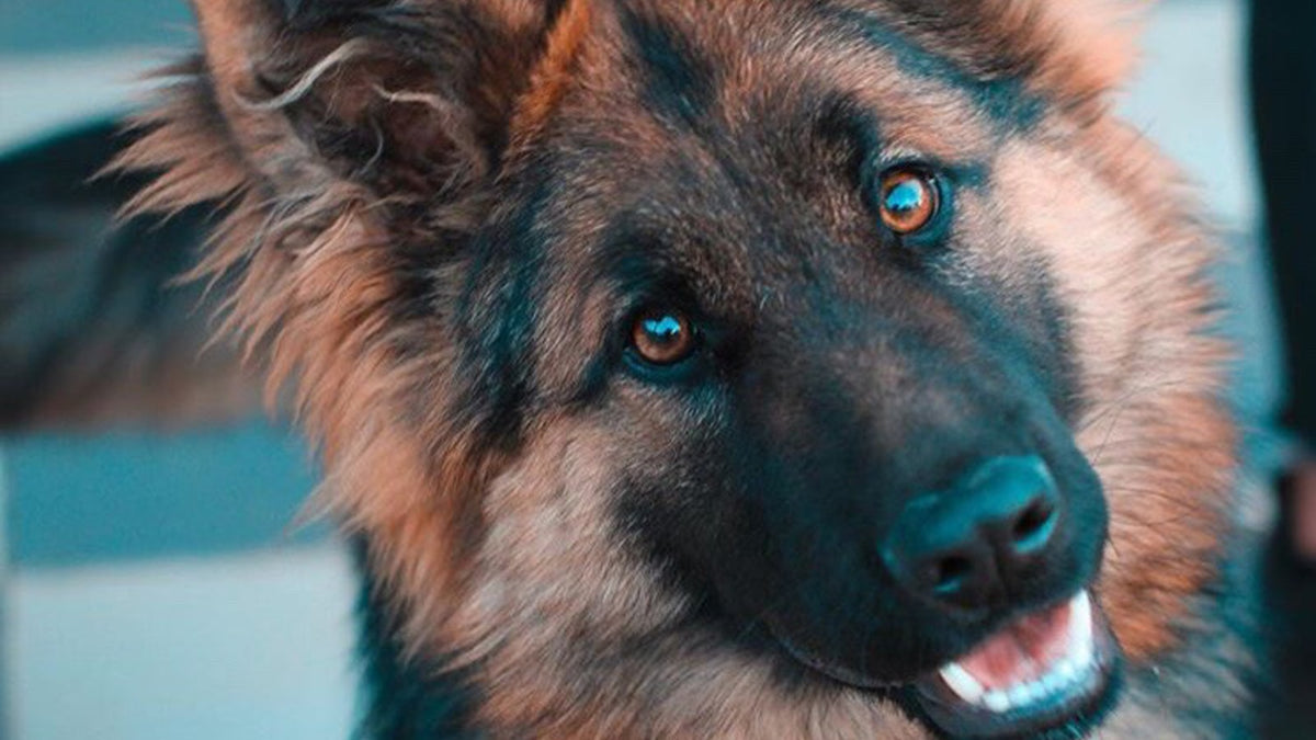 German Shepherd, one of the breeds most affected by hip dysplasia in dogs, looking alert outdoors