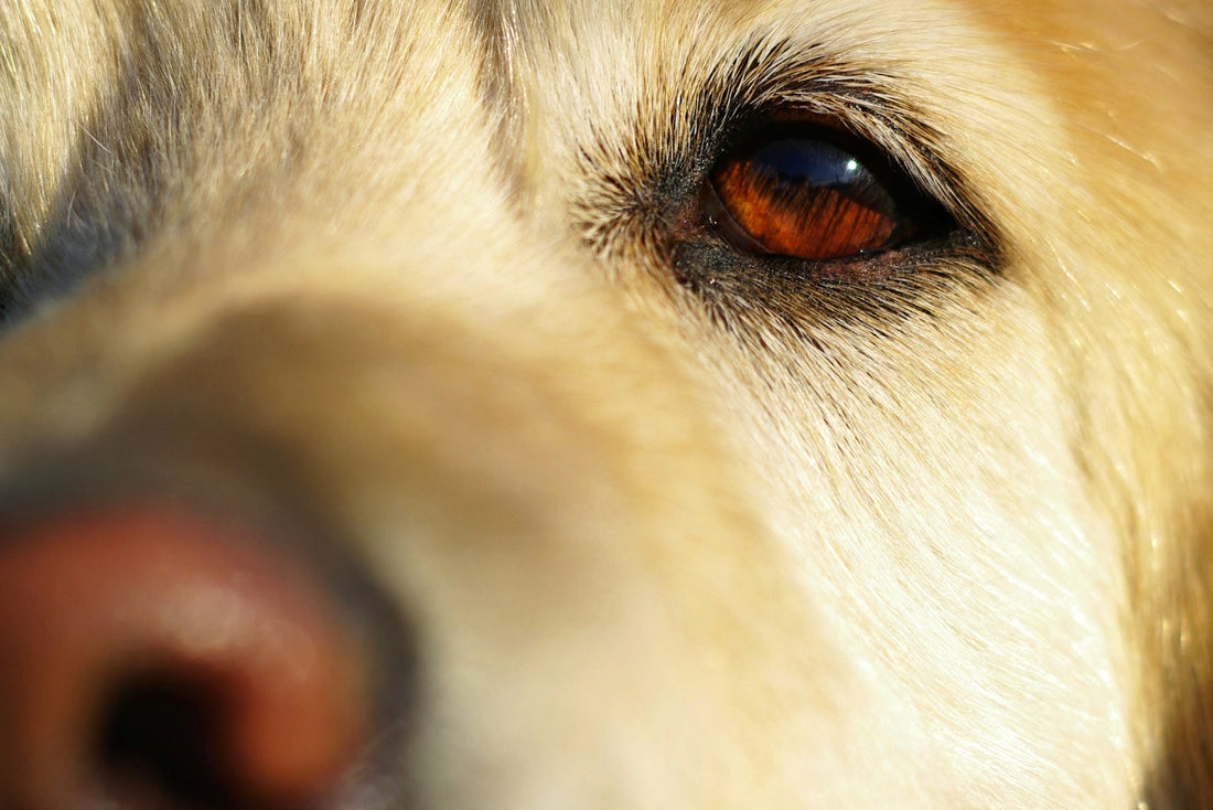 Canal lacrymal bouché chien : gros plan sur le visage d'un chien au poil long et à l'œil humide