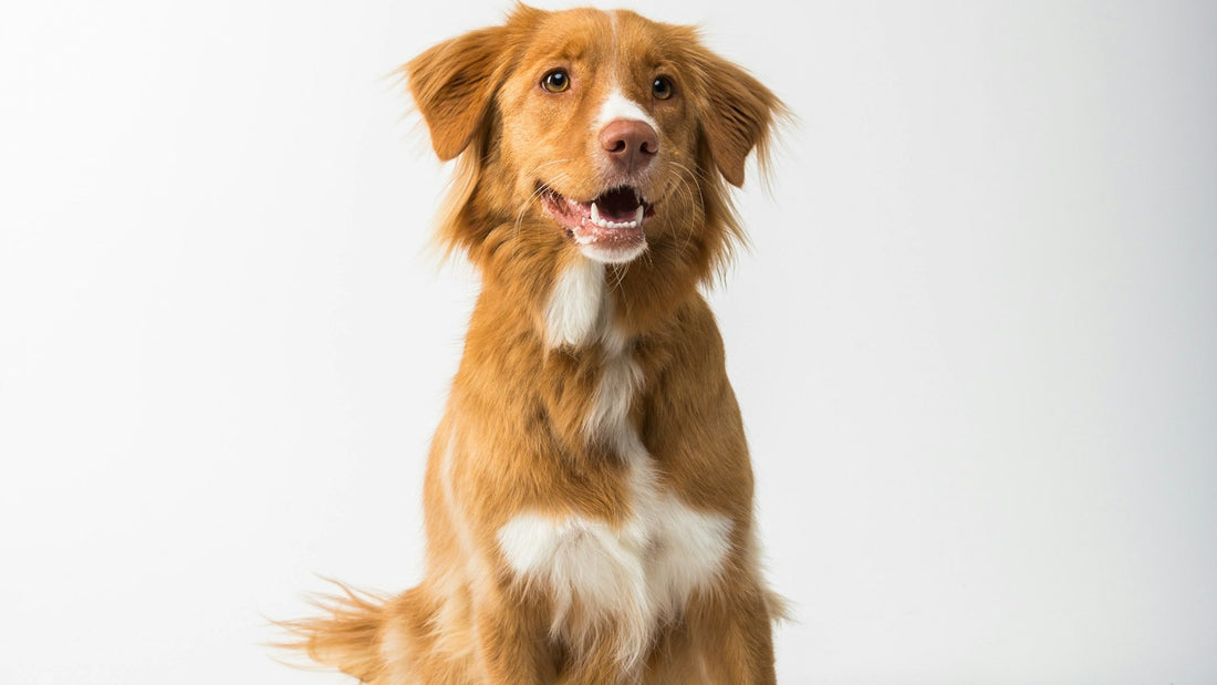 Bacillus coagulans for dogs - golden retriever sitting beside a ceramic food bowl