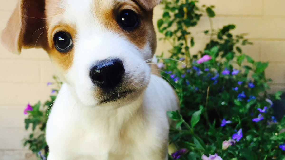 Small Jack Russell puppy - probiotics for small dogs