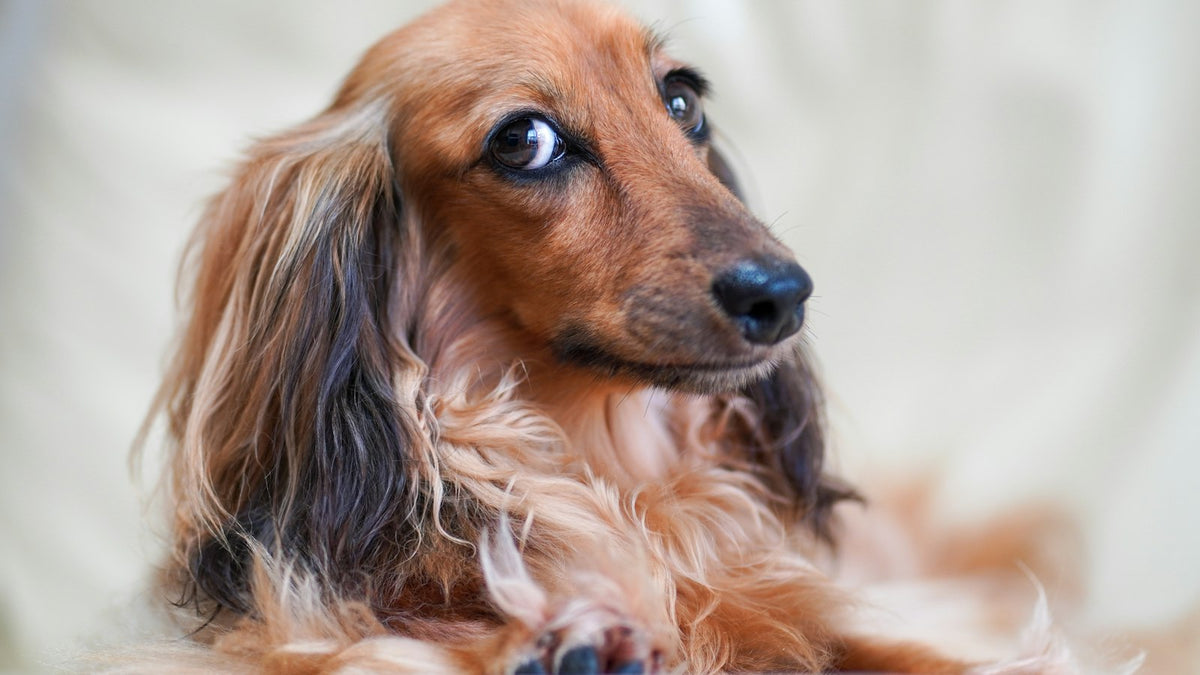 Bacillus coagulans chien : chien attendant sa ration quotidienne de probiotique