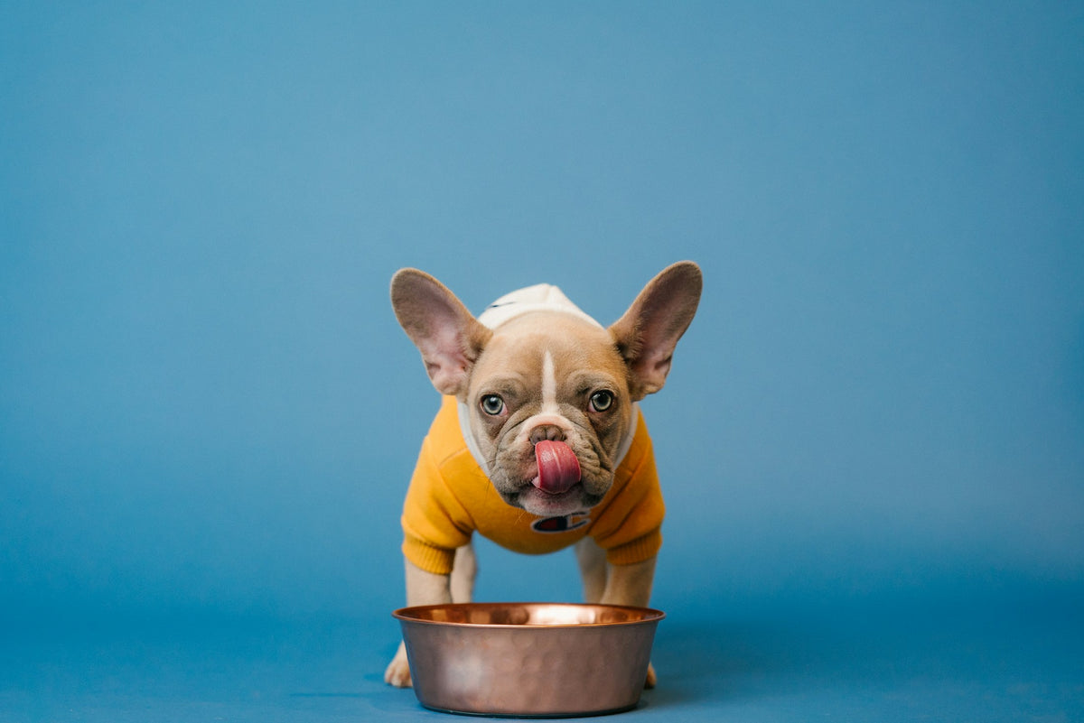 Hundefutter mit Probiotika in Deutschland — flüssige Probiotika-Tropfen von Pure Majesty Pets im Napf