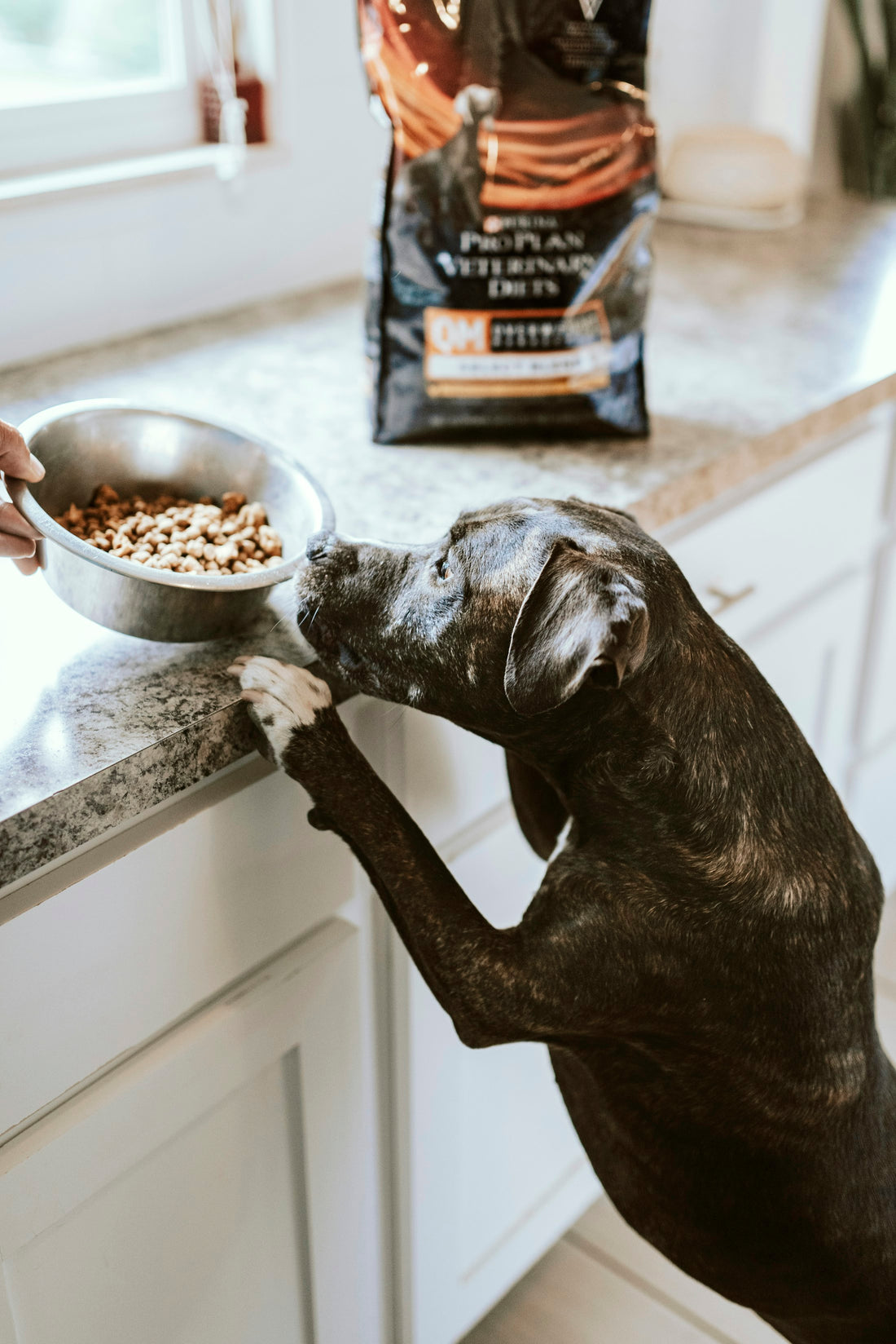 Alimento probiótico para perros en México: perrito comiendo con gotas de probiótico líquido en su comida
