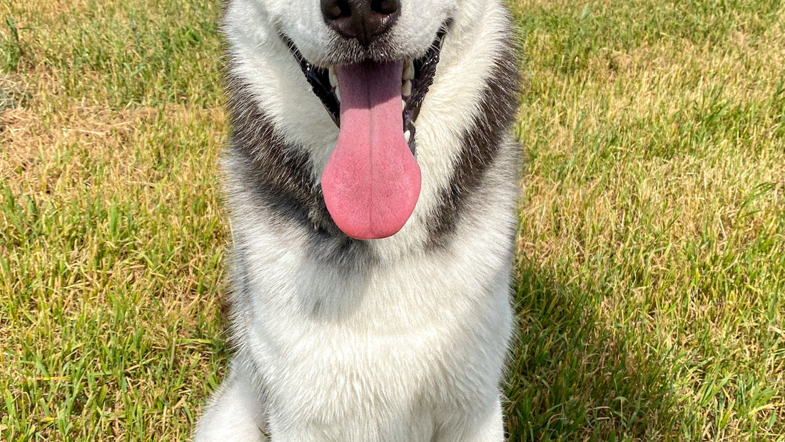Primer plano de un perro tipo husky blanco y gris sentado sobre hierba verde irregular a pleno sol, con la boca abierta y la lengua fuera y la parte superior de la cabeza fuera del encuadre, en un artículo sobre Enterococcus faecium para perros