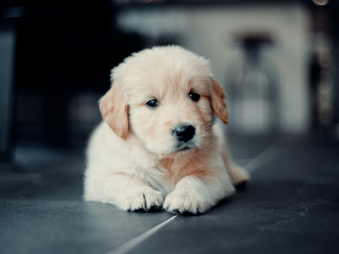 Probiotics for puppies — golden retriever puppy resting, supported with a gentle liquid probiotic for digestion