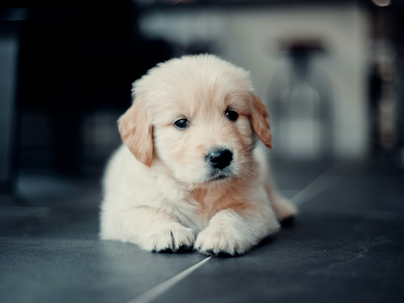 Probiotics for puppies — golden retriever puppy resting, supported with a gentle liquid probiotic for digestion