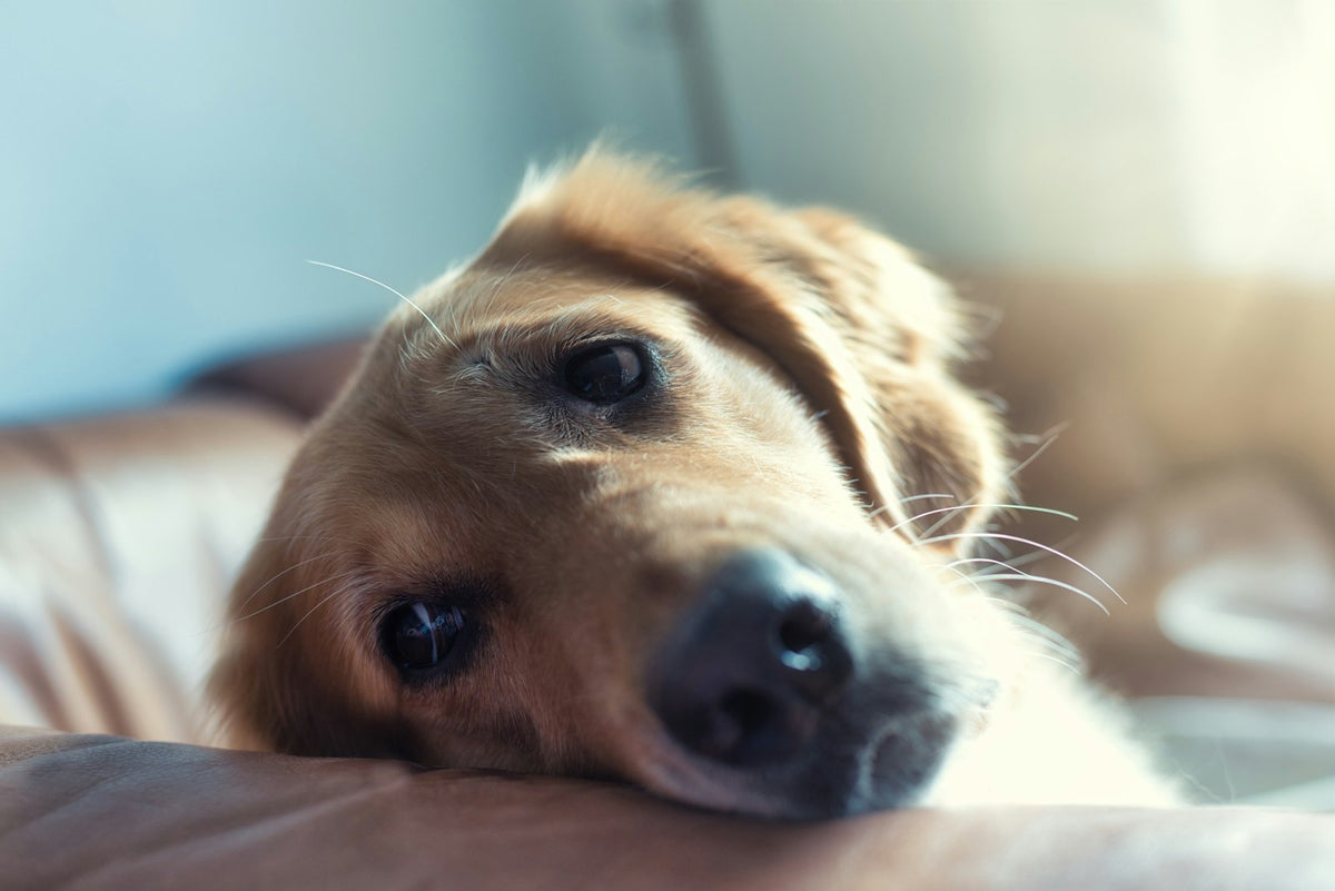Golden retriever resting at home — probiotics for dogs after antibiotics support gut recovery