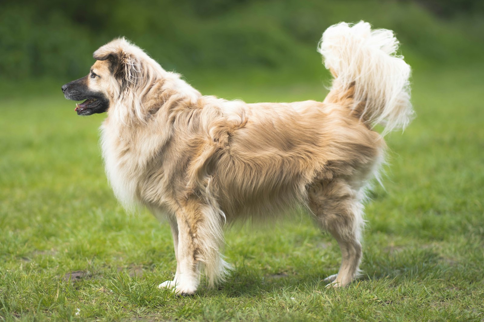 Healthy golden retriever running across a grass field, illustrating canine mobility and the goal of dog joint and hip supplements