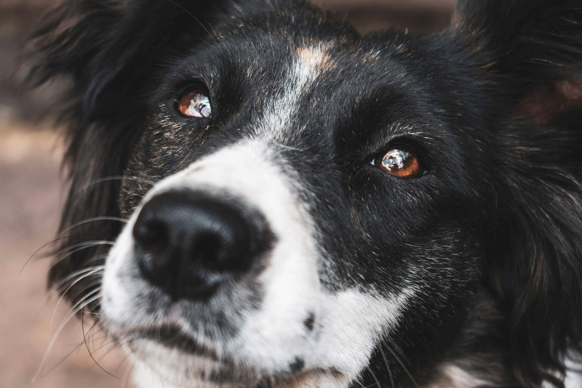 Conducto lagrimal obstruido perro mexico: border collie blanco y negro con la mirada fija y el ojo húmedo