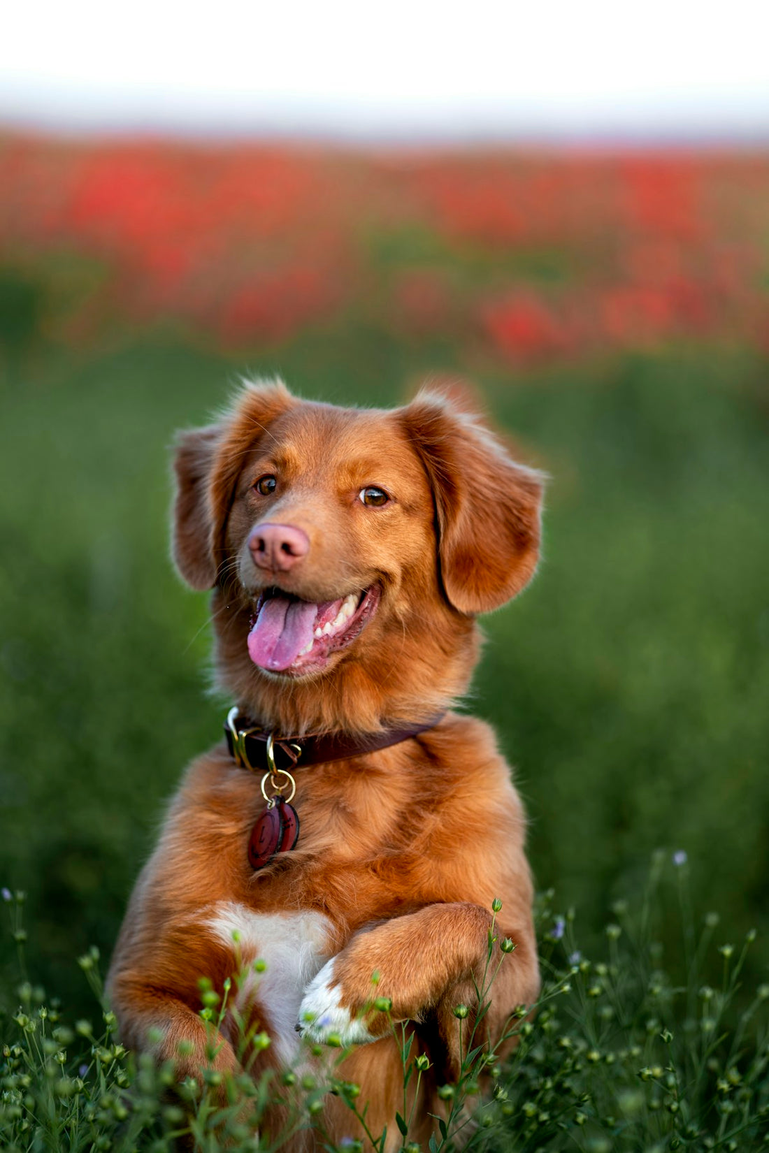 A healthy brown dog on green grass — best dog probiotics in Canada guide for Canadian pet owners' gut health