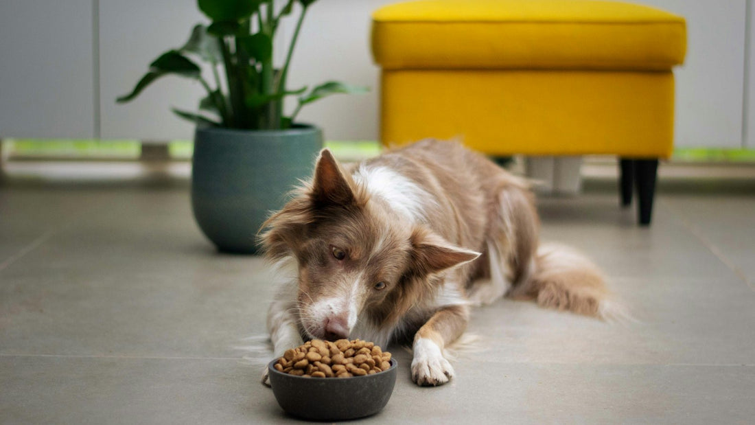 Bacillus coagulans para perros: perro adulto descansando junto a su comedero