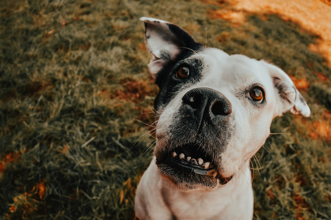 Close-up of a dog looking up, showing the eye area that dog eye wipes keep clean of tear stains