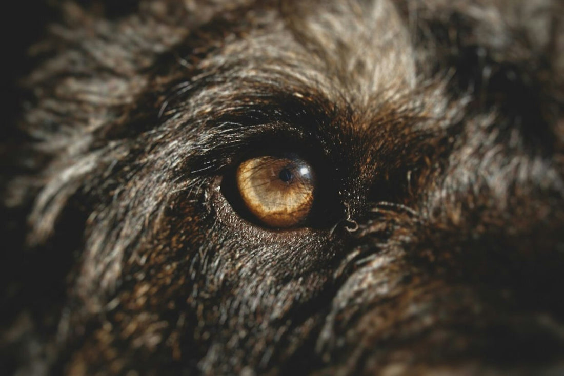 Close-up of a dog's eye and inner corner, where dog green eye discharge tends to collect