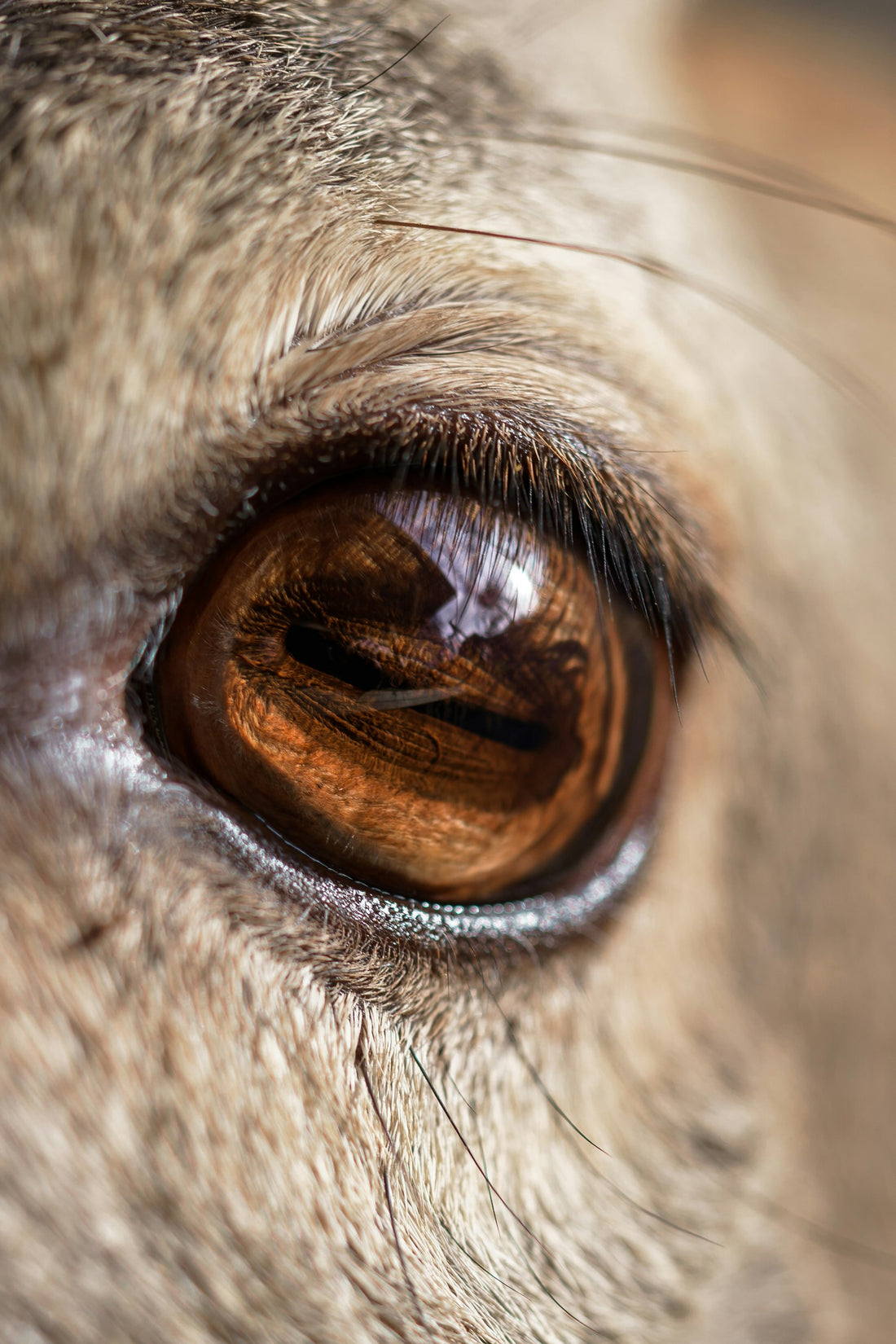 Extreme close-up of a dog's eye and lashes, illustrating what to check when you notice a dog cloudy eye