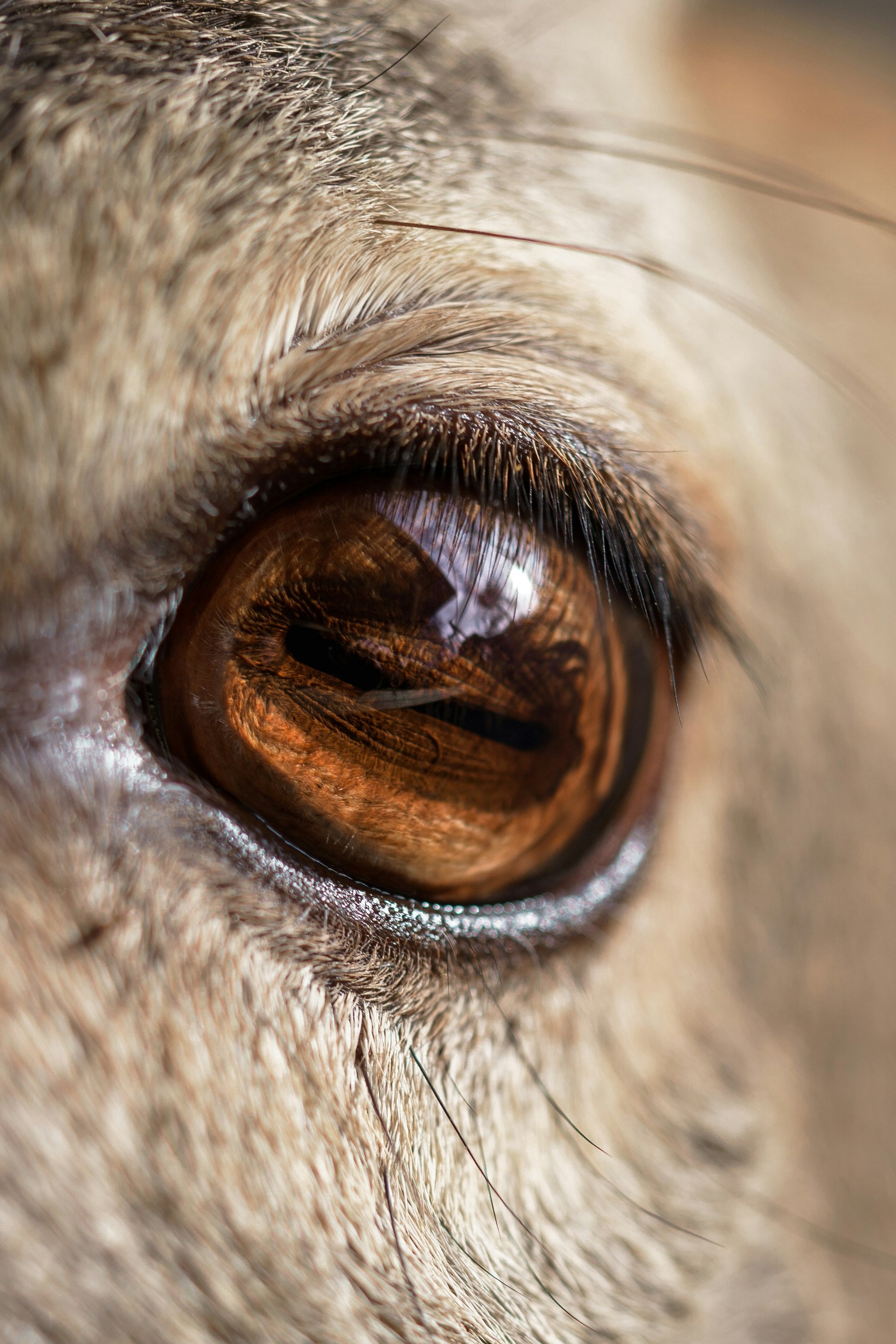 Extreme close-up of a dog's eye and lashes, illustrating what to check when you notice a dog cloudy eye