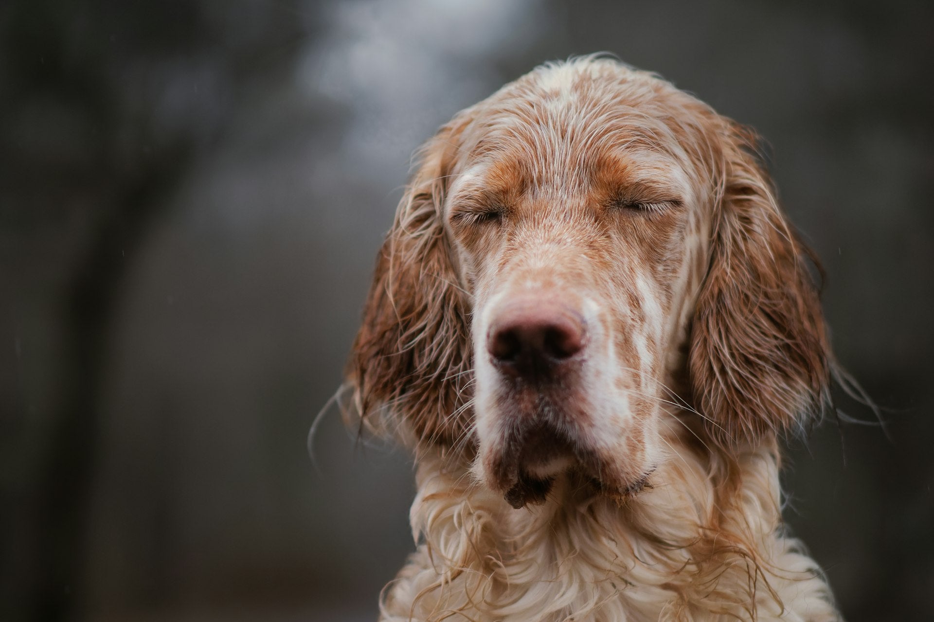 Close-up of a dog eye swollen and squinting shut, the kind of facial swelling Canadian pet owners should monitor