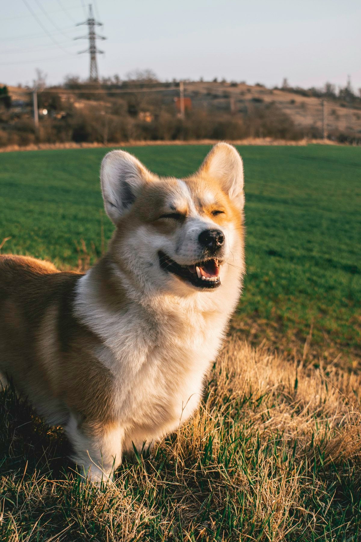 Happy healthy dog ready for a daily liquid probiotic for dogs at home