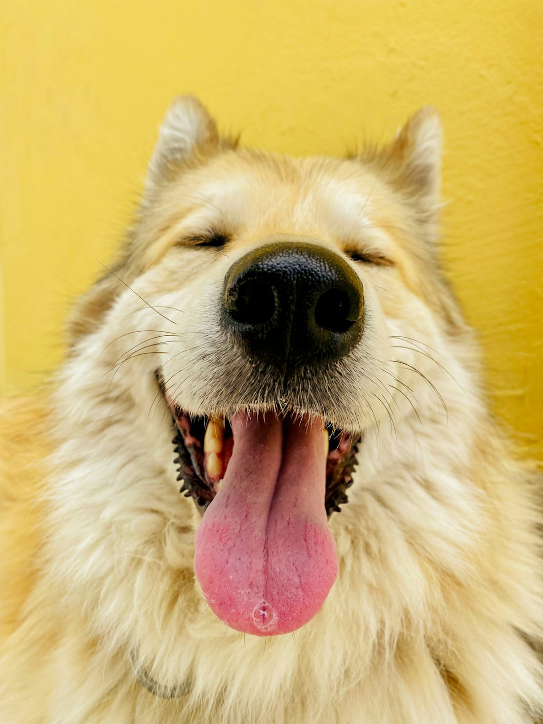 A happy, healthy dog outdoors illustrating a dog probiotic powder guide for canine gut health