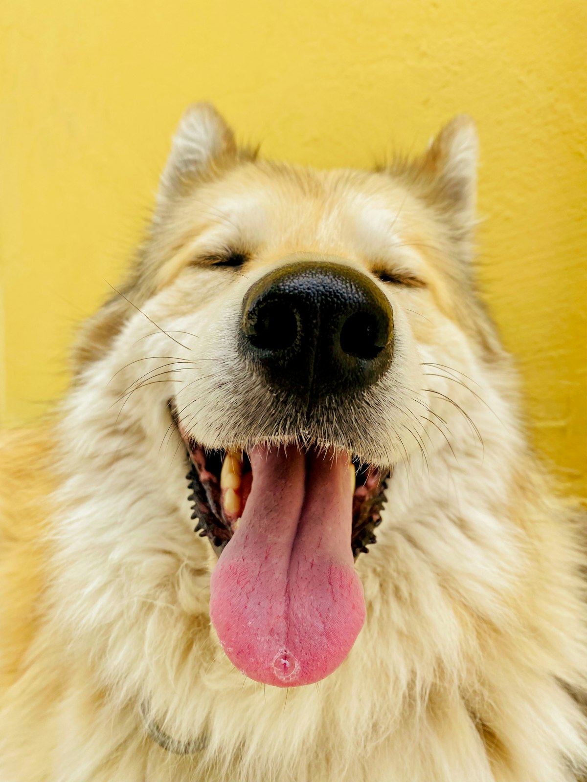 A happy, healthy dog outdoors illustrating a dog probiotic powder guide for canine gut health