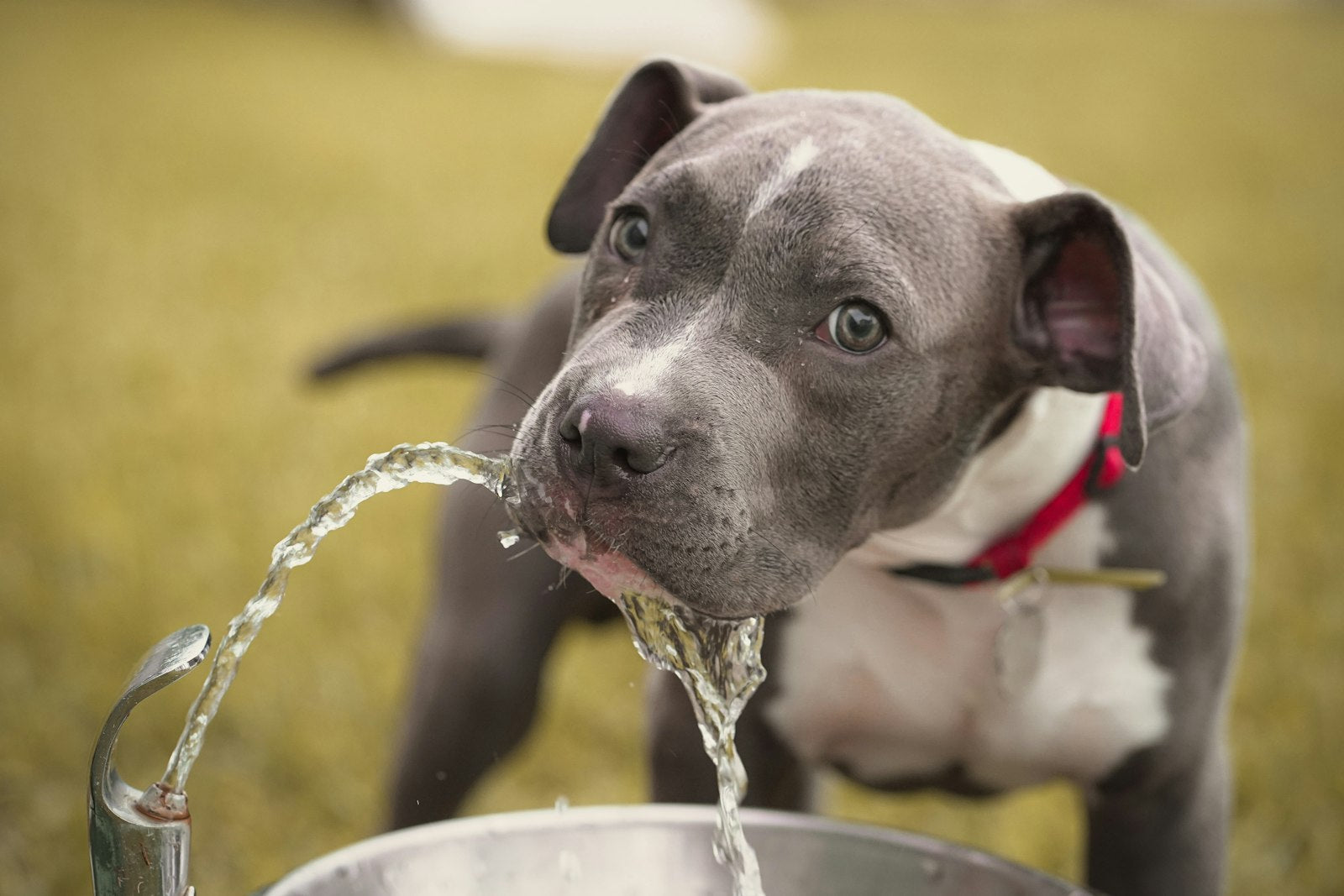 A thirsty dog drinking fresh water, illustrating hydration and the best bladder and urinary supplements for dogs in 2026
