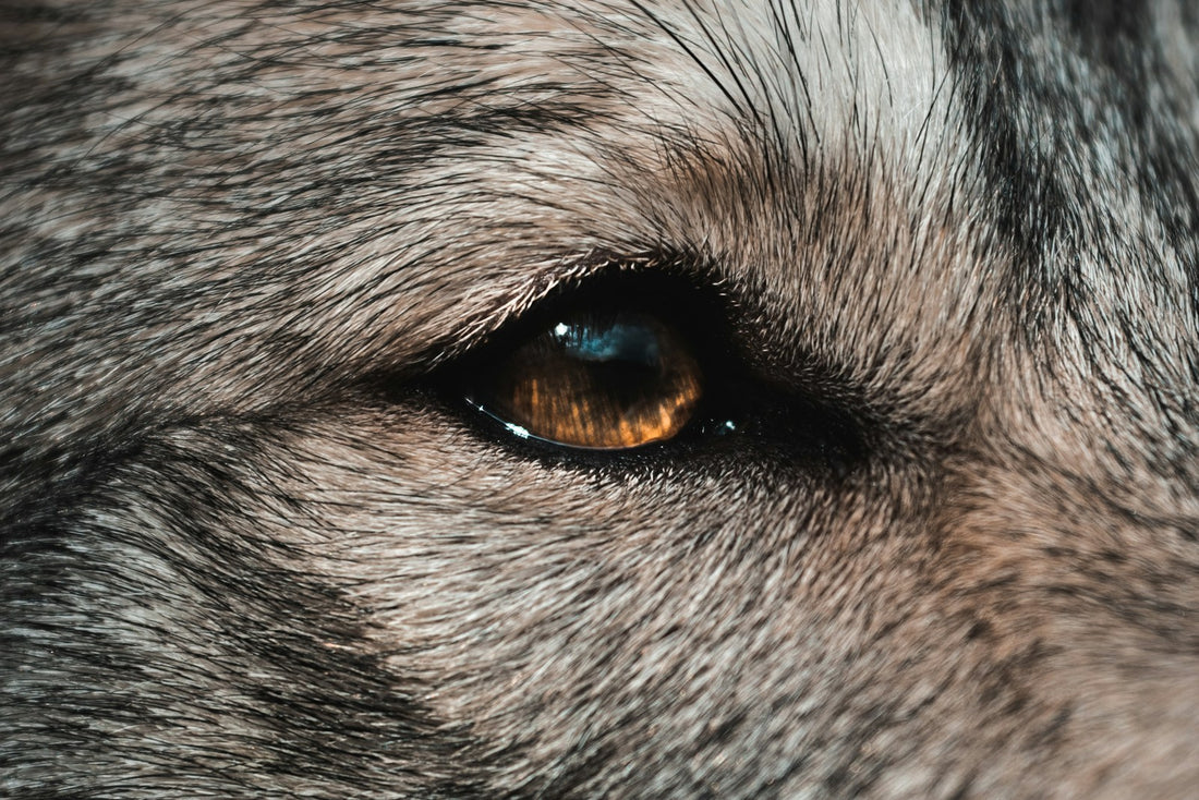 Close-up of a dog's eye and inner corner, where a blocked tear duct in dogs australia causes overflow