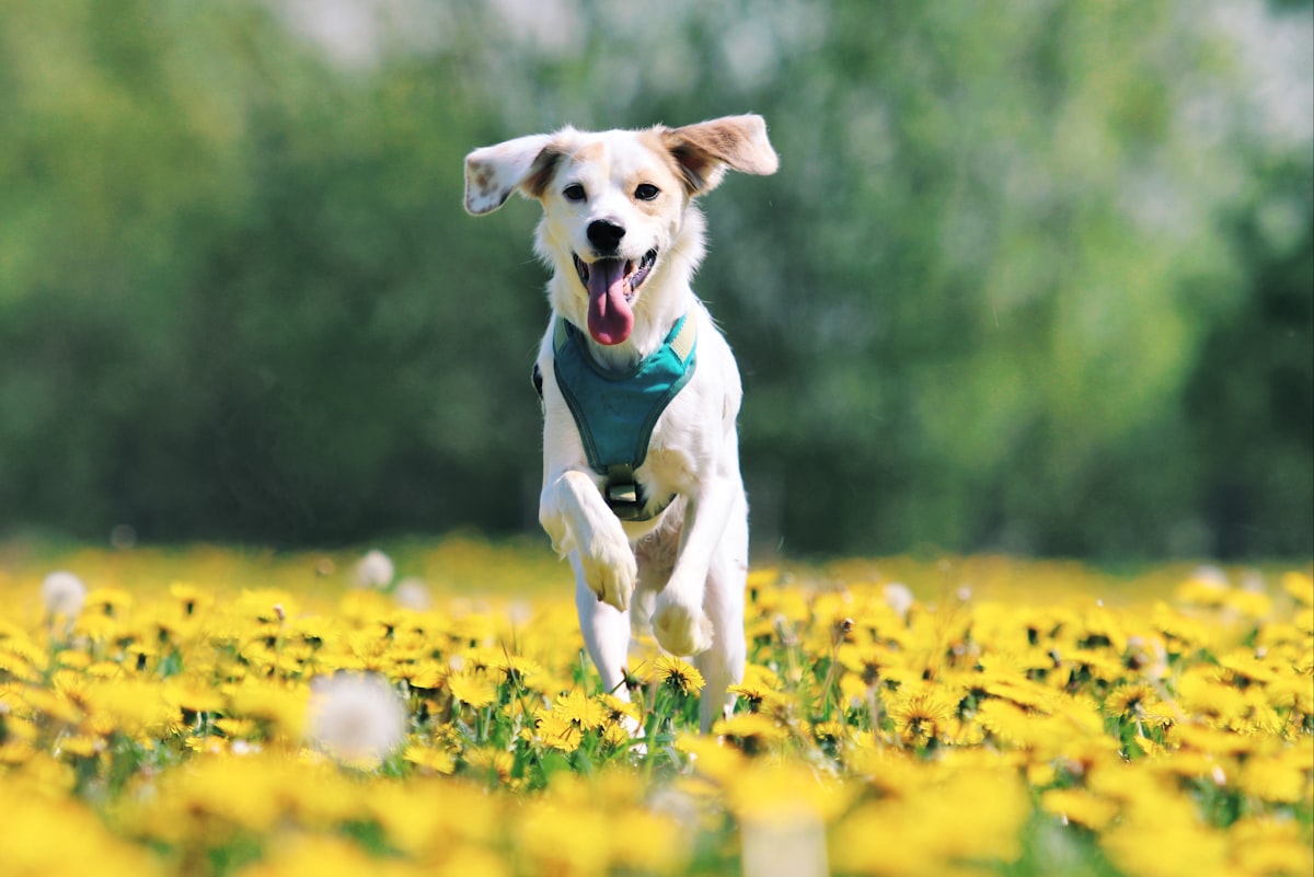 A happy, healthy dog running through a sunny field — best dog probiotics guide for USA pet owners' gut health