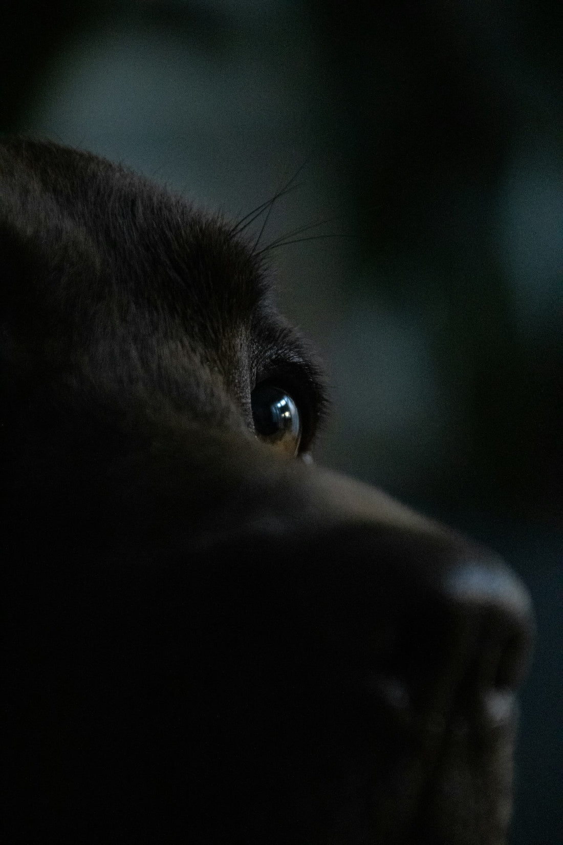 Over-the-counter eye drops for dogs: close-up of a dog's eye and face before a gentle daily eye rinse