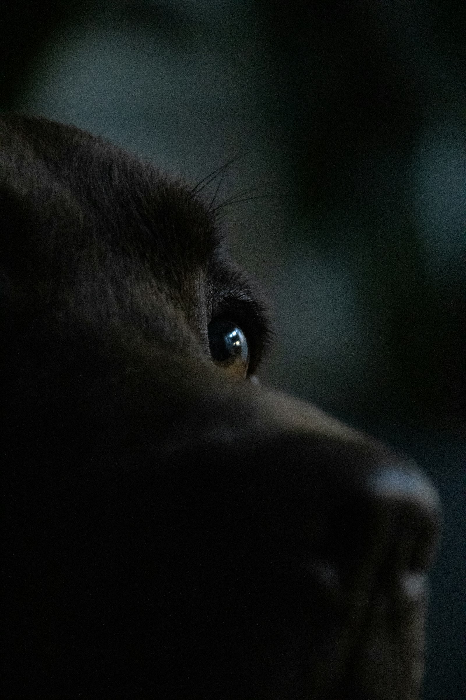 Over-the-counter eye drops for dogs: close-up of a dog's eye and face before a gentle daily eye rinse