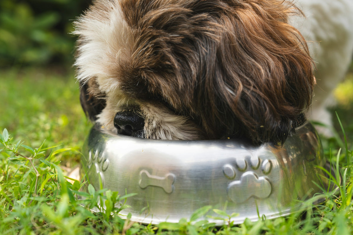 Probiotic dog food in the UK — liquid probiotic drops being added to a dog's bowl