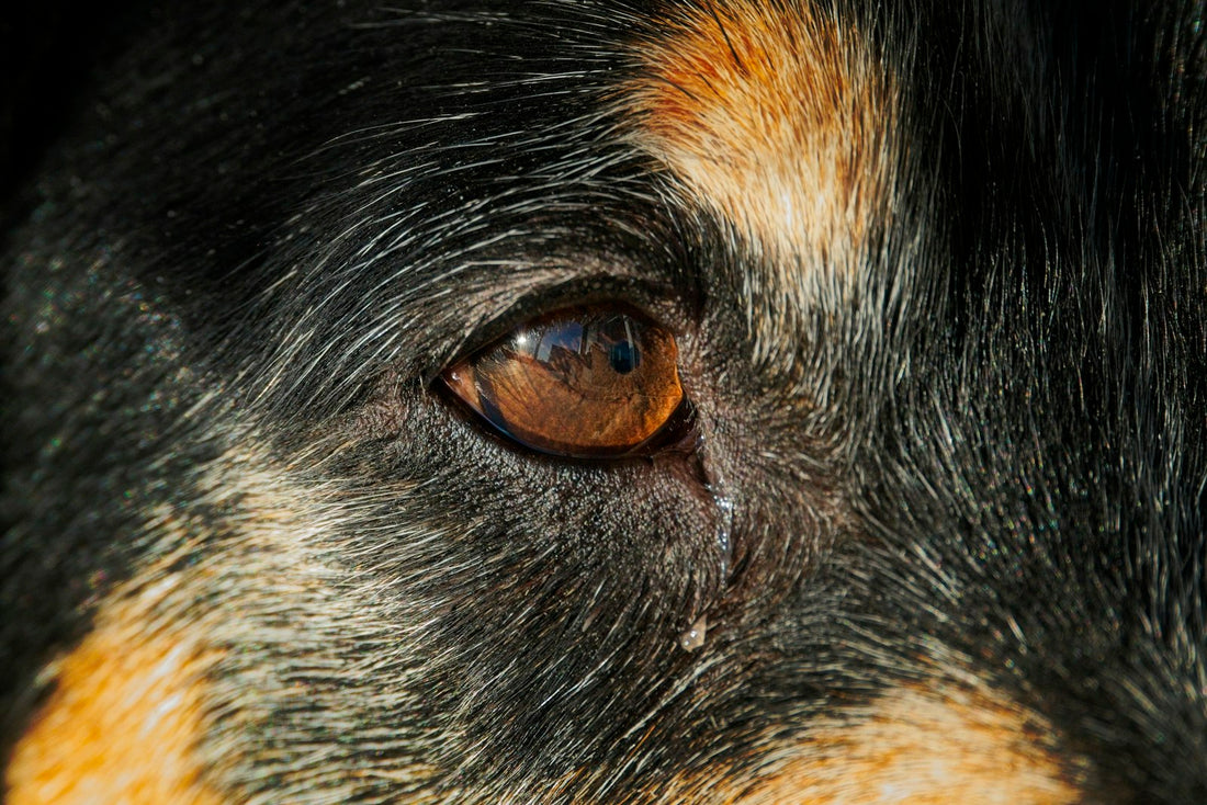 Close-up of a dog eye stye showing a small red bump on the eyelid margin near the lashes